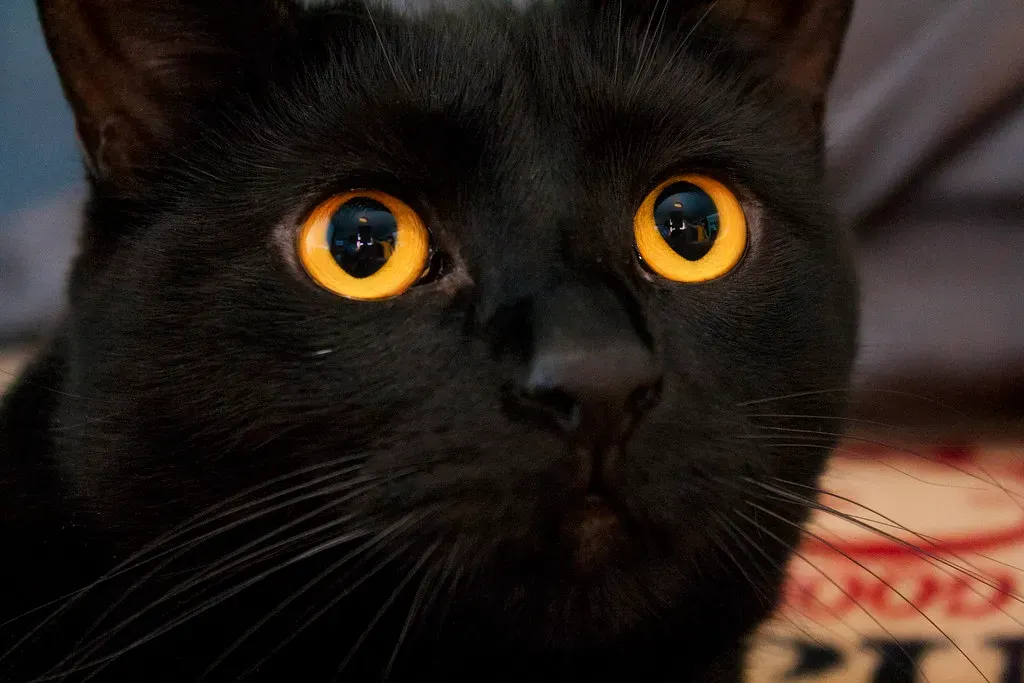 They Learn by Watching You (Image Credits: Flickr)