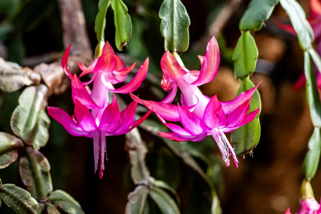 10. Christmas Cactus (Schlumbergera bridgesii) (Image Credits: Unsplash)