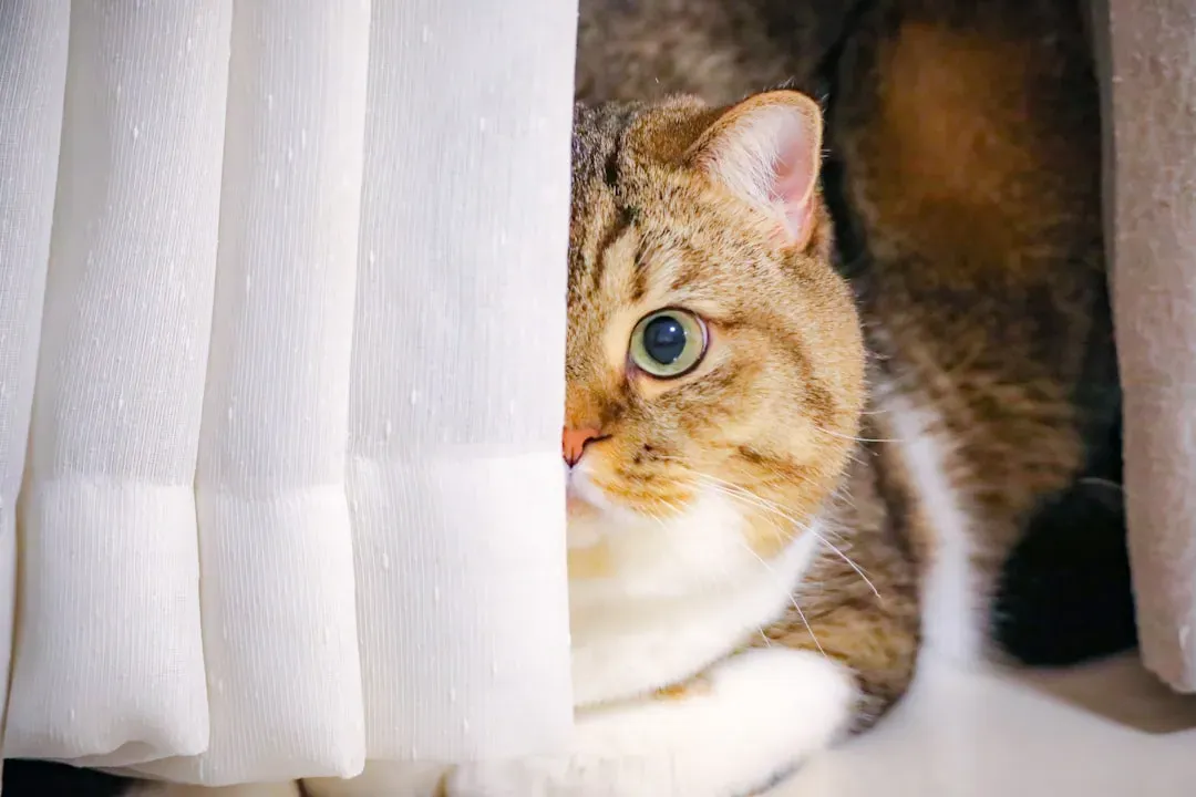 Behind Curtains and Drapes (Image Credits: Unsplash)