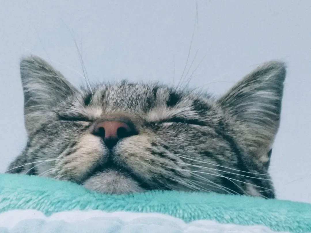 Age Changes Everything About the Way Your Cat Sleeps (Image Credits: Unsplash)