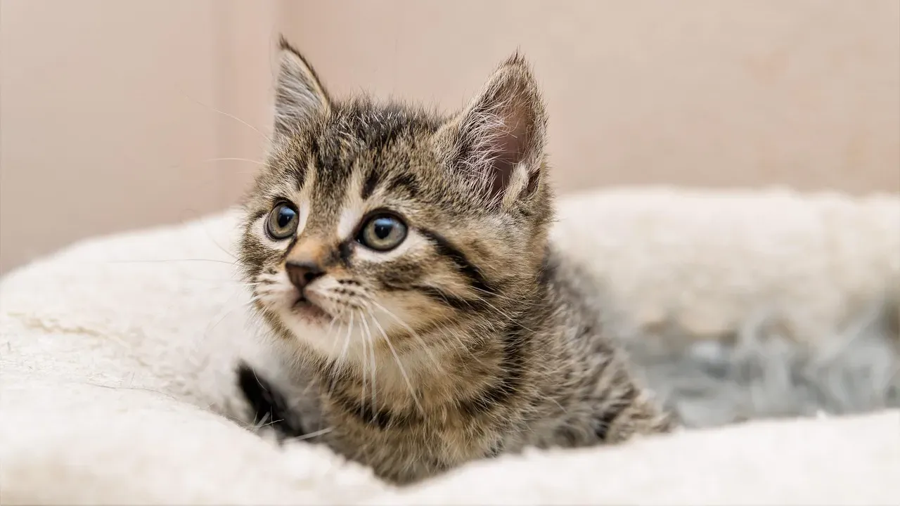 5. Deploying Their Baby Schema Advantage (Image Credits: Pixabay)