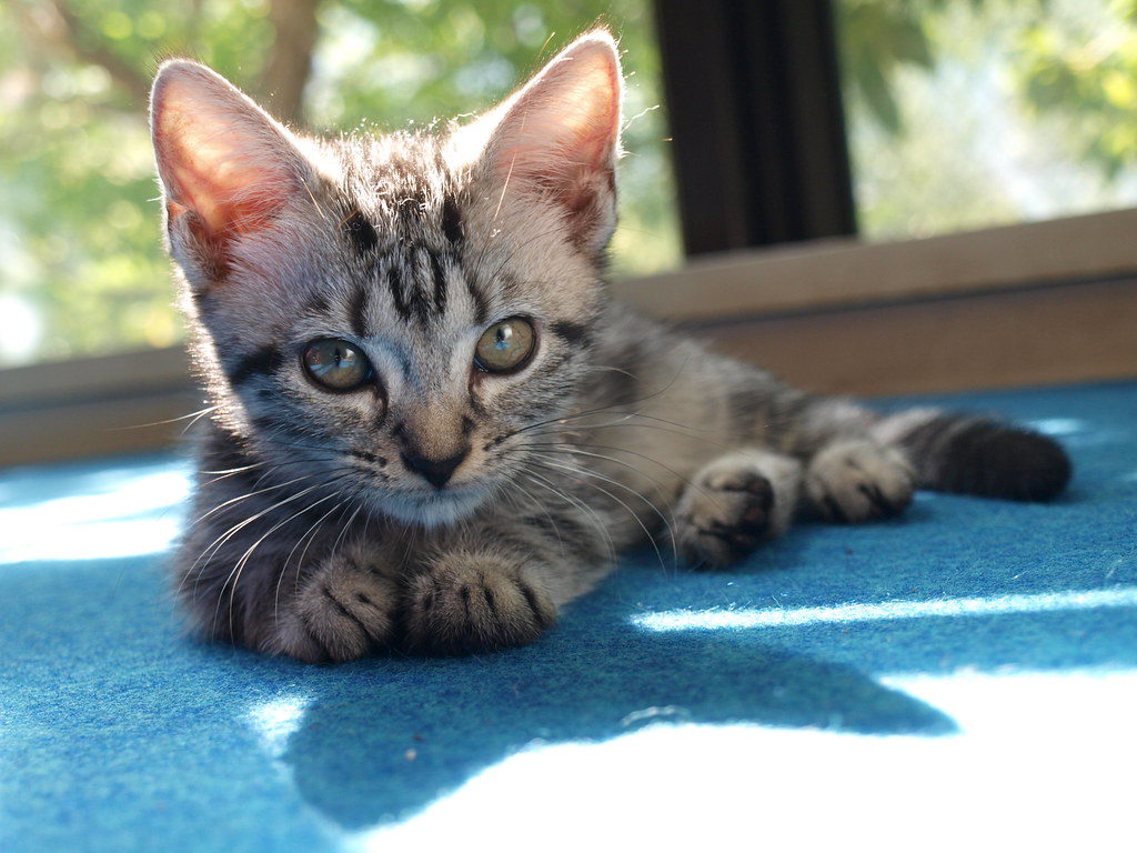 The Athletic American Shorthair (Image Credits: Flickr)