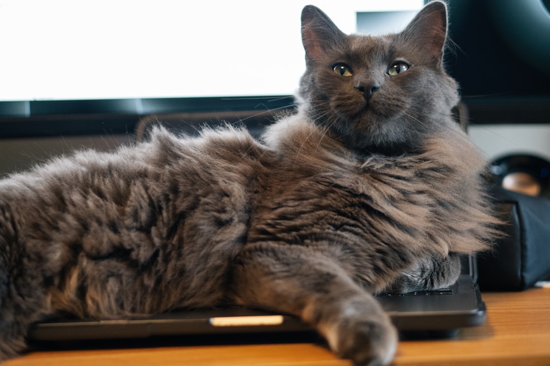 Nebelung: The Rare Gem (Image Credits: Unsplash)