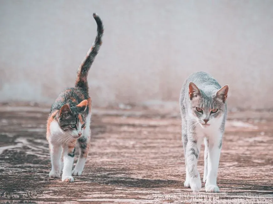 #8 Holding their tail straight up with a slight curl at the top (Image Credits: Pexels)