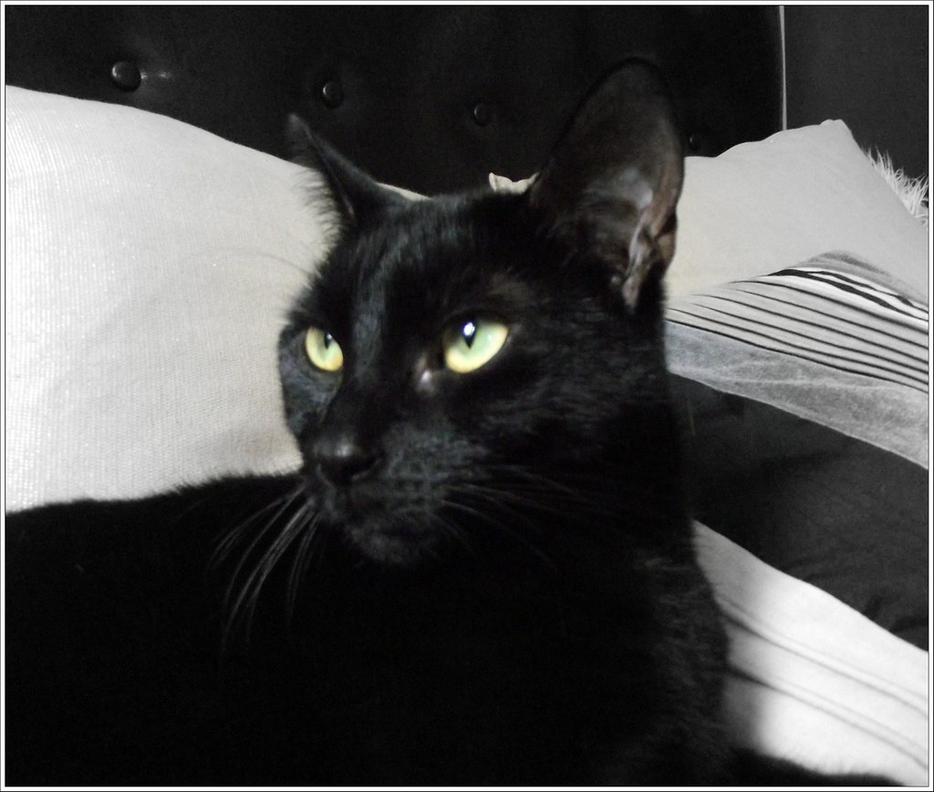 Bombay: The Miniature Panther (Image Credits: Flickr)