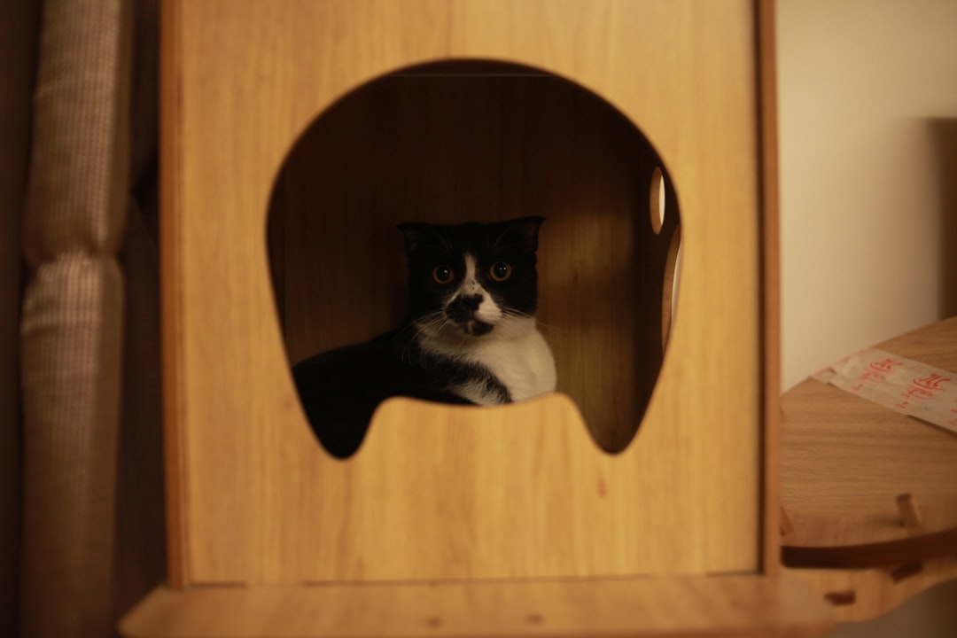 Create a Dedicated Safe Space (Image Credits: Unsplash)