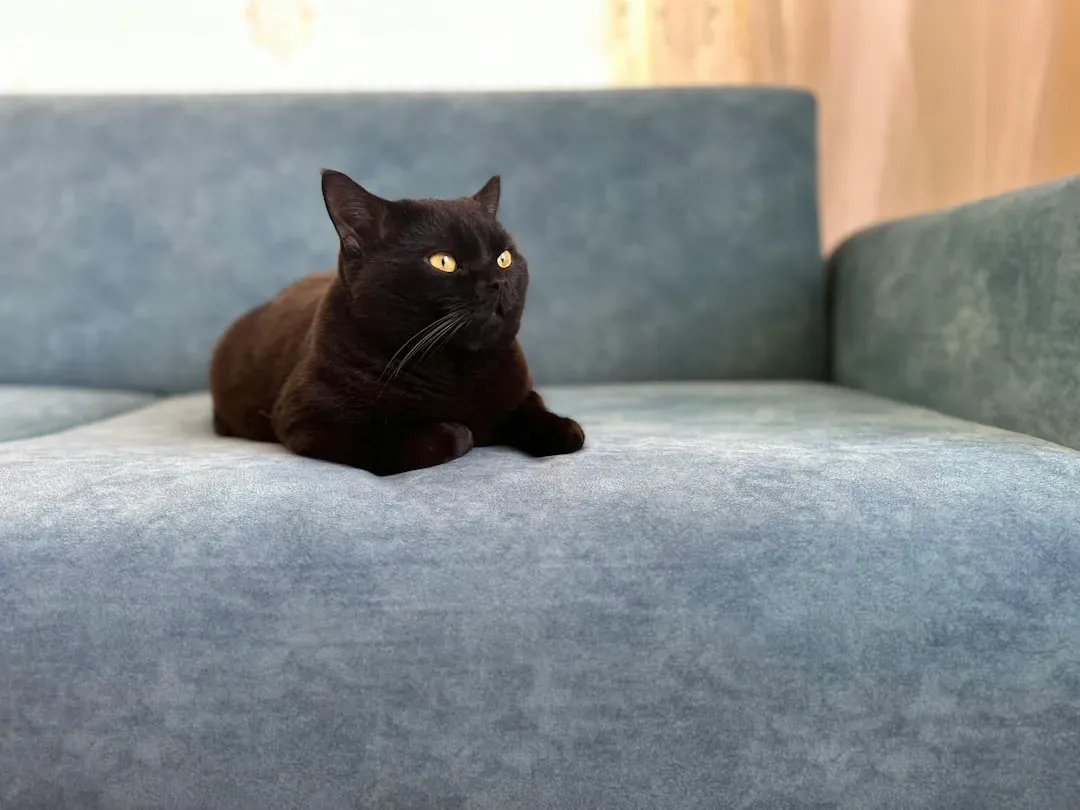 The Fabric on Your Sofa Is Either Irresistible or Invisible to Them (Image Credits: Unsplash)