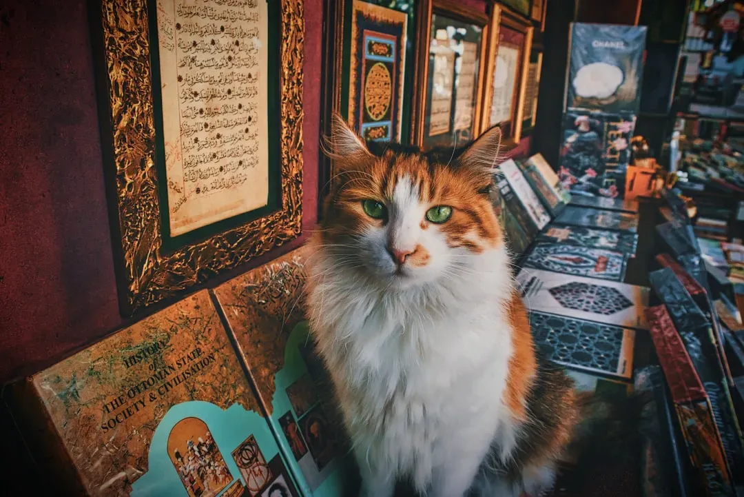 Choosing the Right Feline for Your New England Treasure (Image Credits: Unsplash)