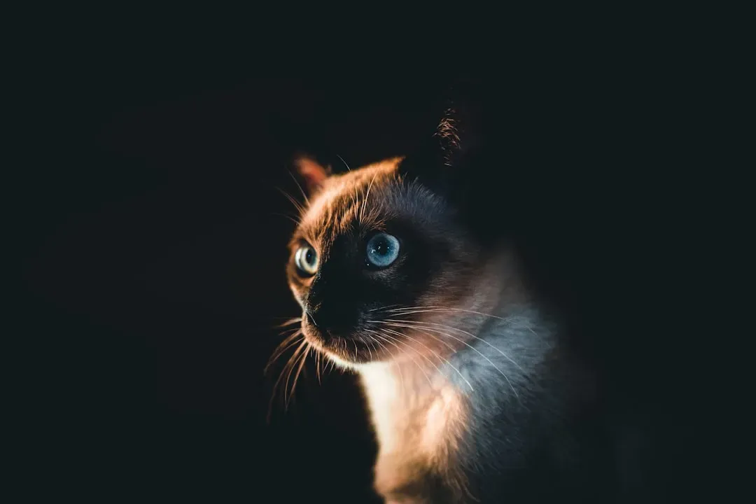 #12 - The Extended, Silent Stare Before Closing Its Eyes (Image Credits: Unsplash)
