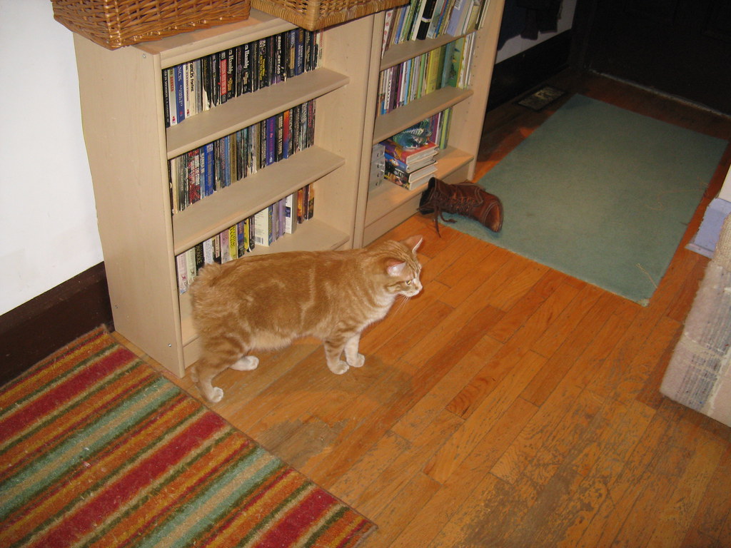 Leo: Manx Cats Won't Give You the Spotlight (Image Credits: Flickr)