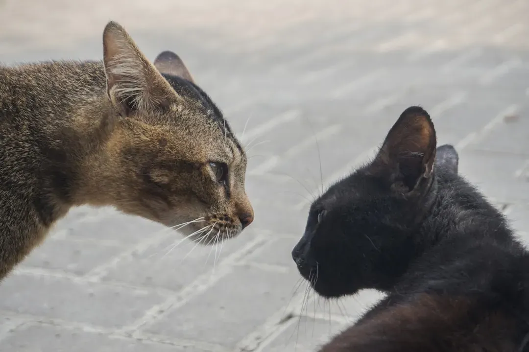 When Cats Meet New Humans or New Animals: The Art of Careful Introduction (Image Credits: Unsplash)
