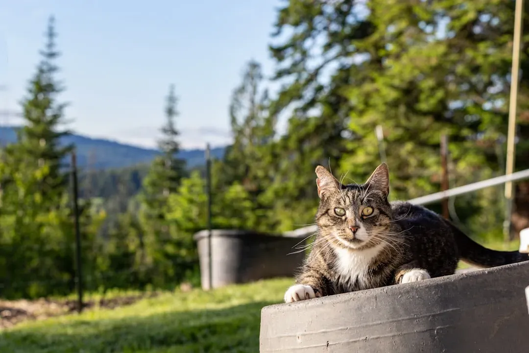 Asheville, North Carolina: Mountain Retreat With Whiskers (Image Credits: Unsplash)