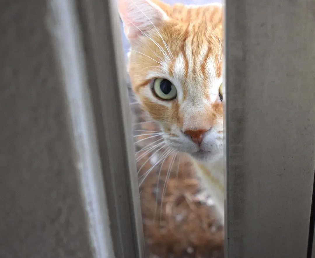 They Learn to Open Doors and Cabinets by Watching You (Image Credits: Unsplash)
