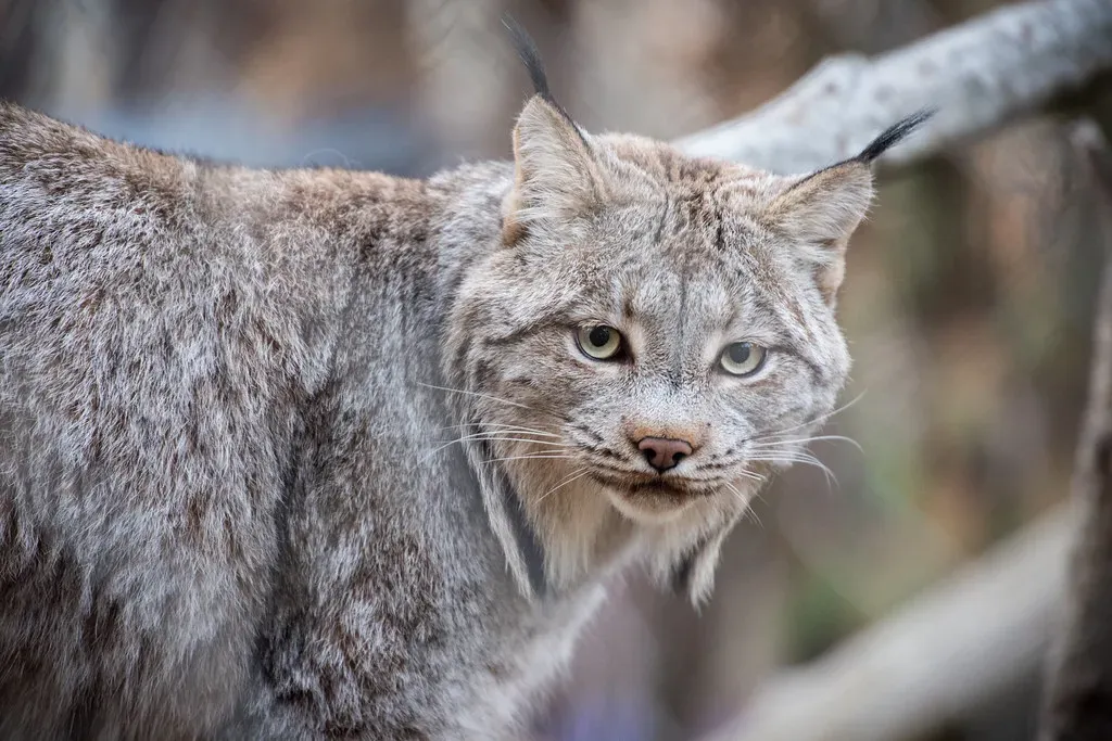 Conclusion: Seeing Your House Cat as a Tiny, Tamed Wildcat (Eric Kilby, Flickr, CC BY-SA 2.0)