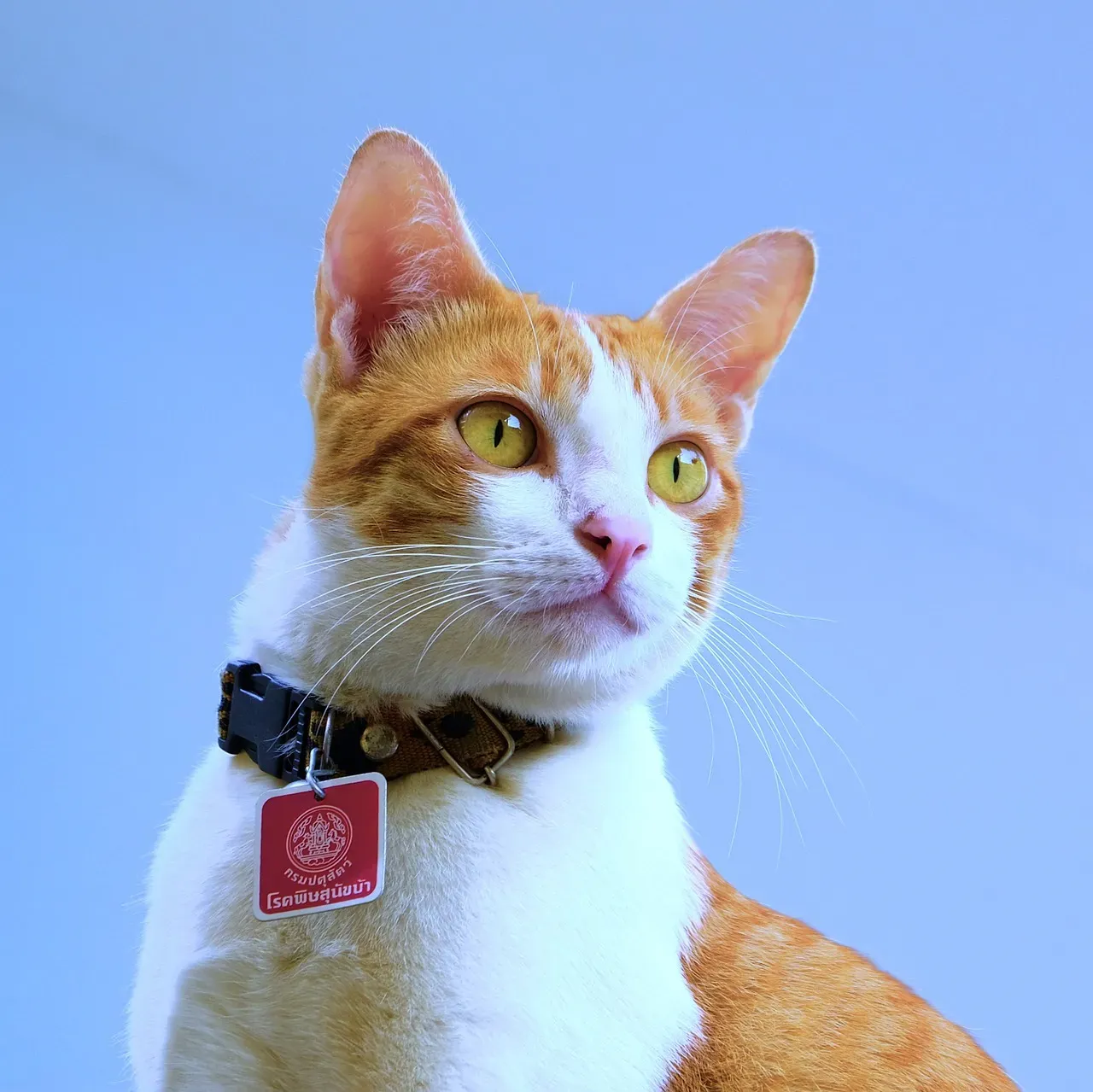 #17 - Purchasing GPS Collars and Microchip Updates Yearly (Image Credits: Pixabay)