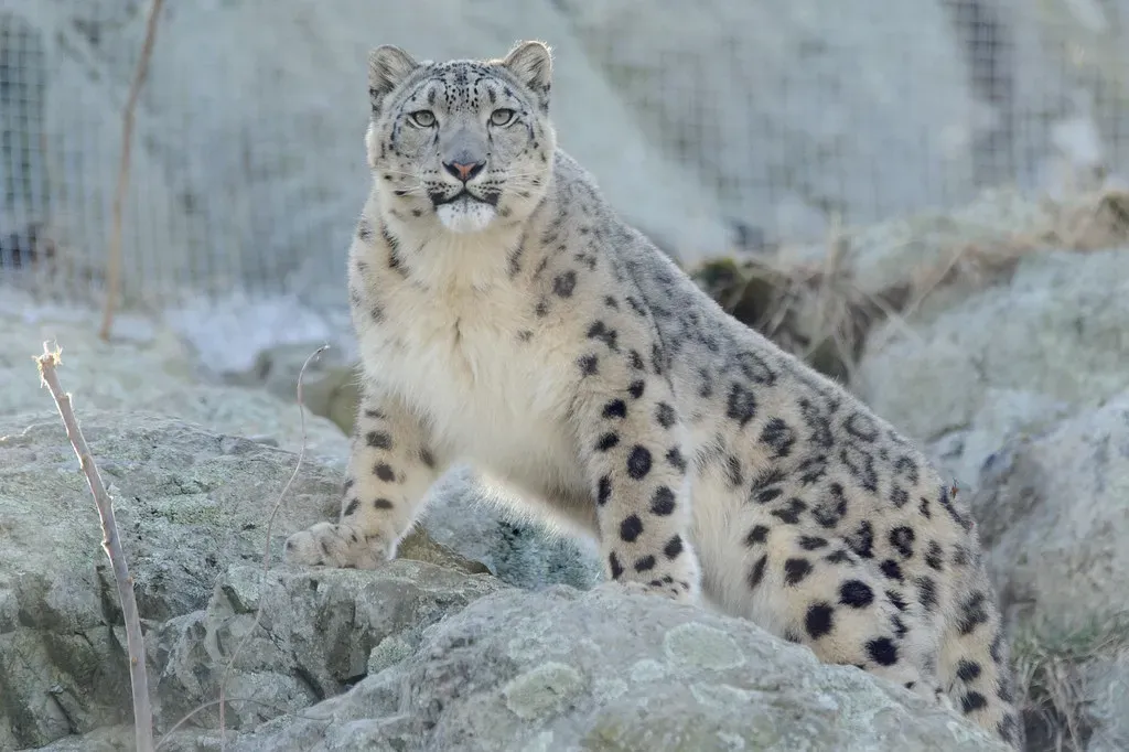 #4 Scaling cliffs and rocky outcrops most animals would avoid (Eric Kilby, Flickr, CC BY-SA 2.0)