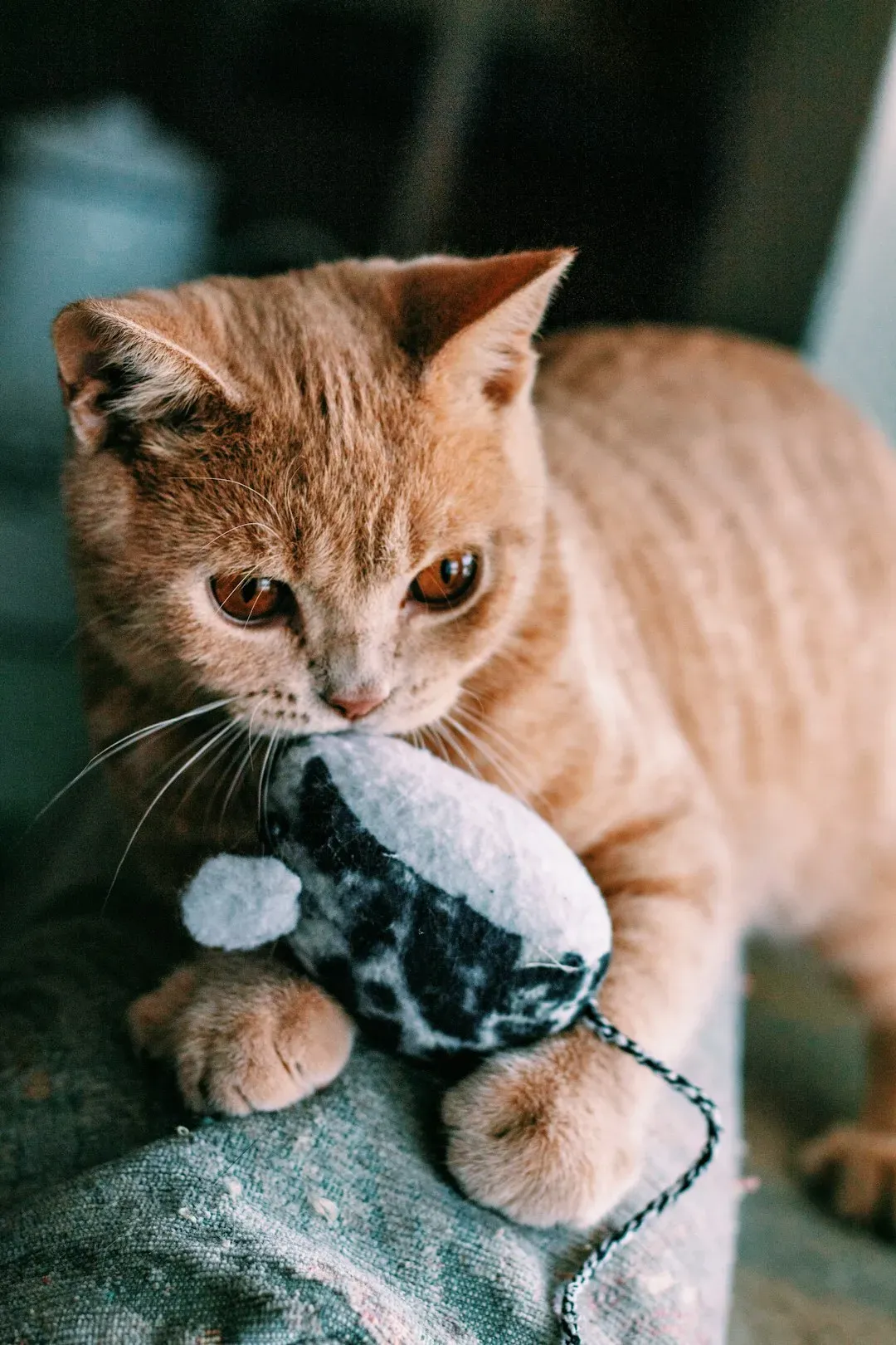 #13 - "Gift" Bringing Is a Provisioning Instinct Redirected at You (Image Credits: Unsplash)
