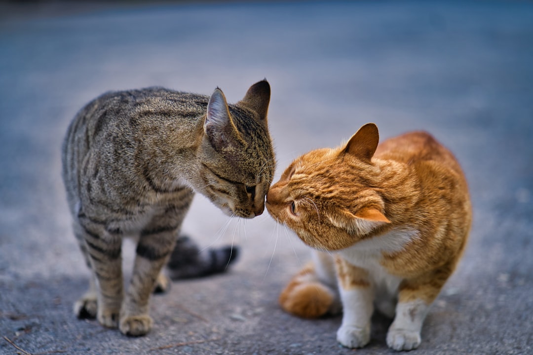 The Mating Dance: Courtship Rituals in Cats (Image Credits: Unsplash)