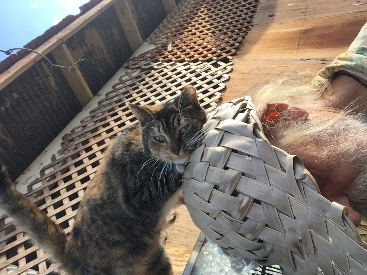 Head Bonks and Face Rubs (Image Credits: Wikimedia)