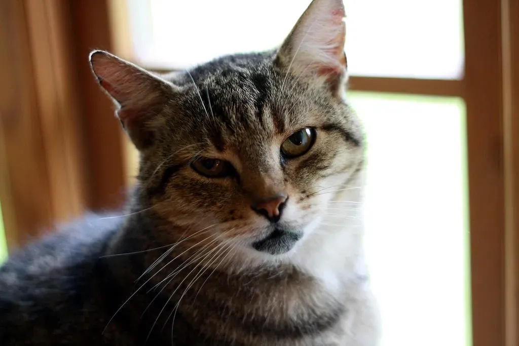 An Underlying Health Issue Is Making Them Feel Awful (Image Credits: Flickr)