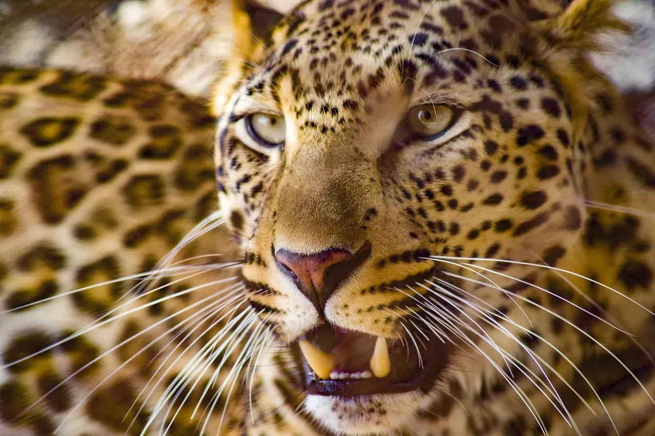 Time Isn't on Their Side (Image Credits: Pixabay)