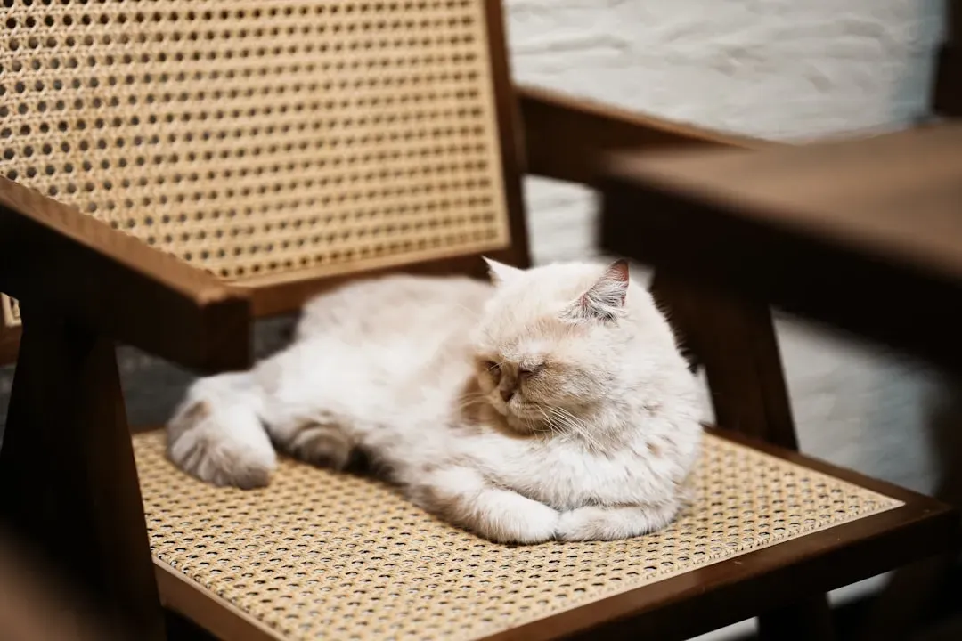 Claiming Your Favorite Spot (Image Credits: Unsplash)