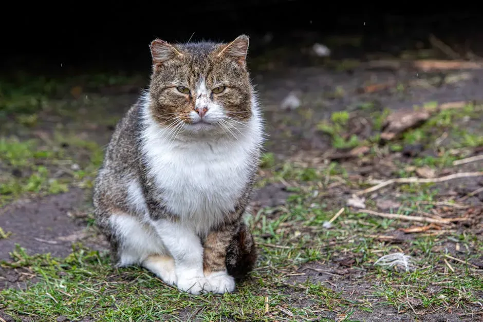 Your Cat Might Simply Be in Pain (Image Credits: Pexels)