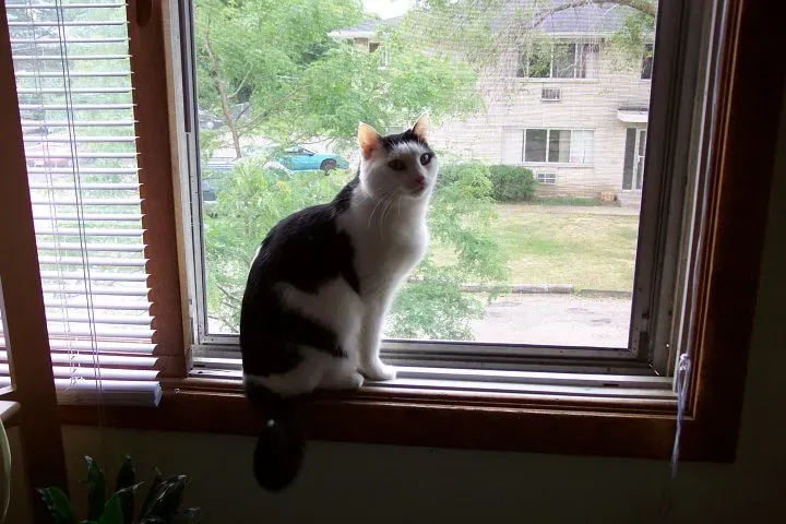 Windows and Window Perches: Television for Cats (Image Credits: Flickr)