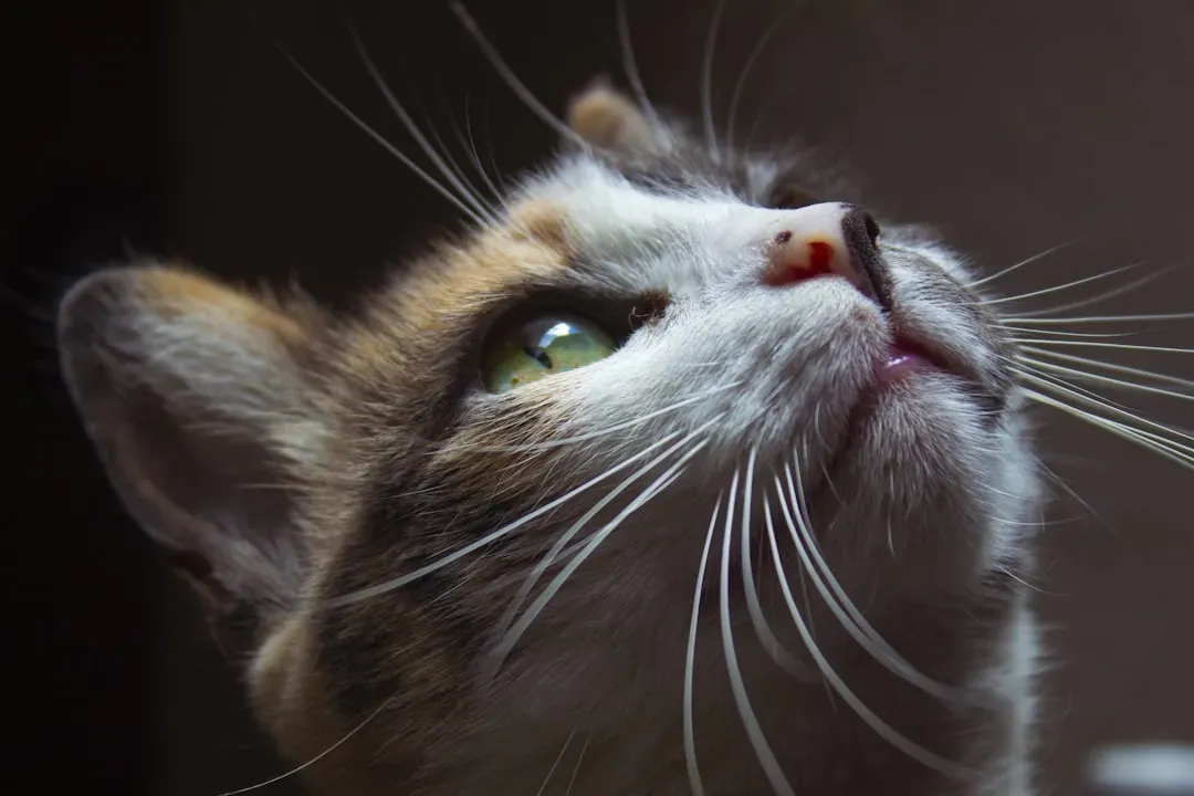 3. Your Cat's Brain Dedicates Serious Real Estate to Whisker Processing (Image Credits: Unsplash)