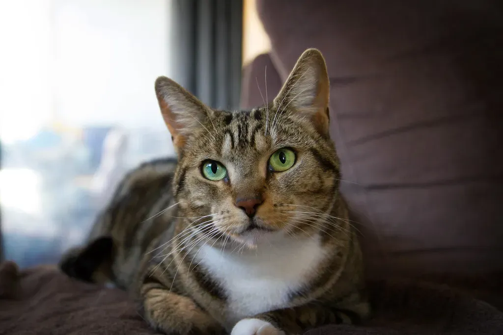 Their Wake-Up Time Is Based on Ancient Hunting Instincts (Image Credits: Flickr)