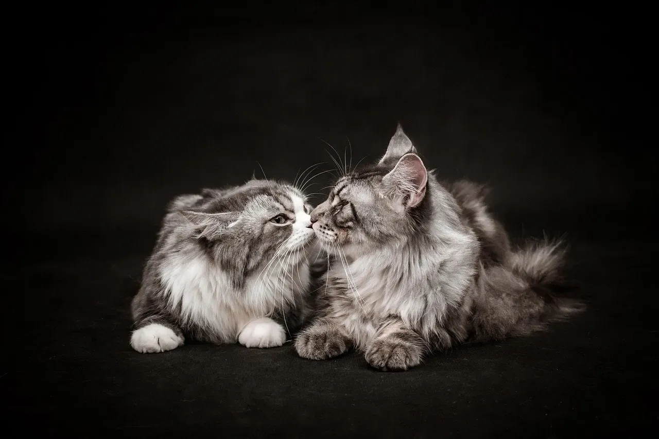 Finding Your Perfect Match (Image Credits: Pixabay)