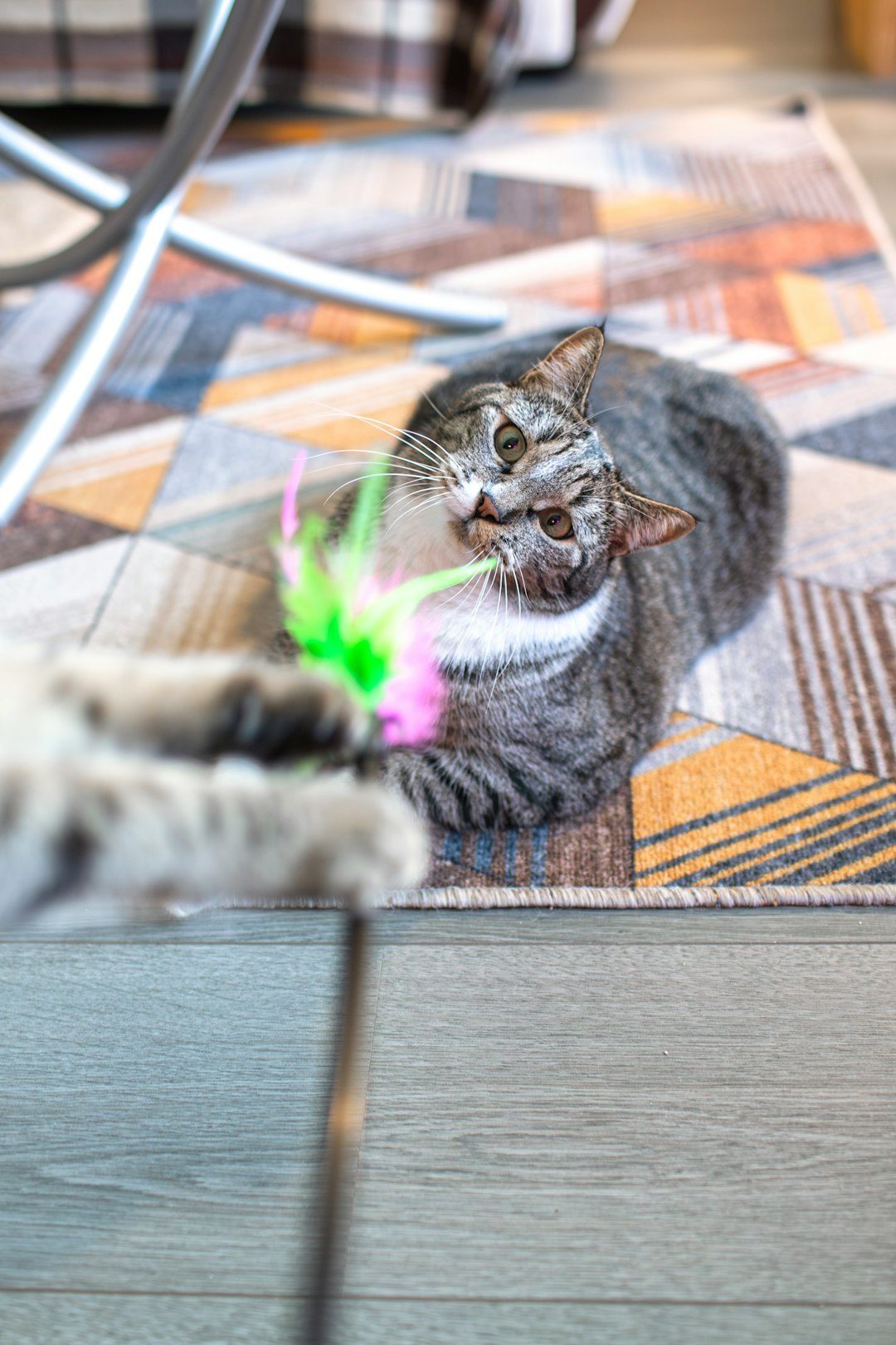 Playing with Laser Pointers Without Payoff (Image Credits: Unsplash)