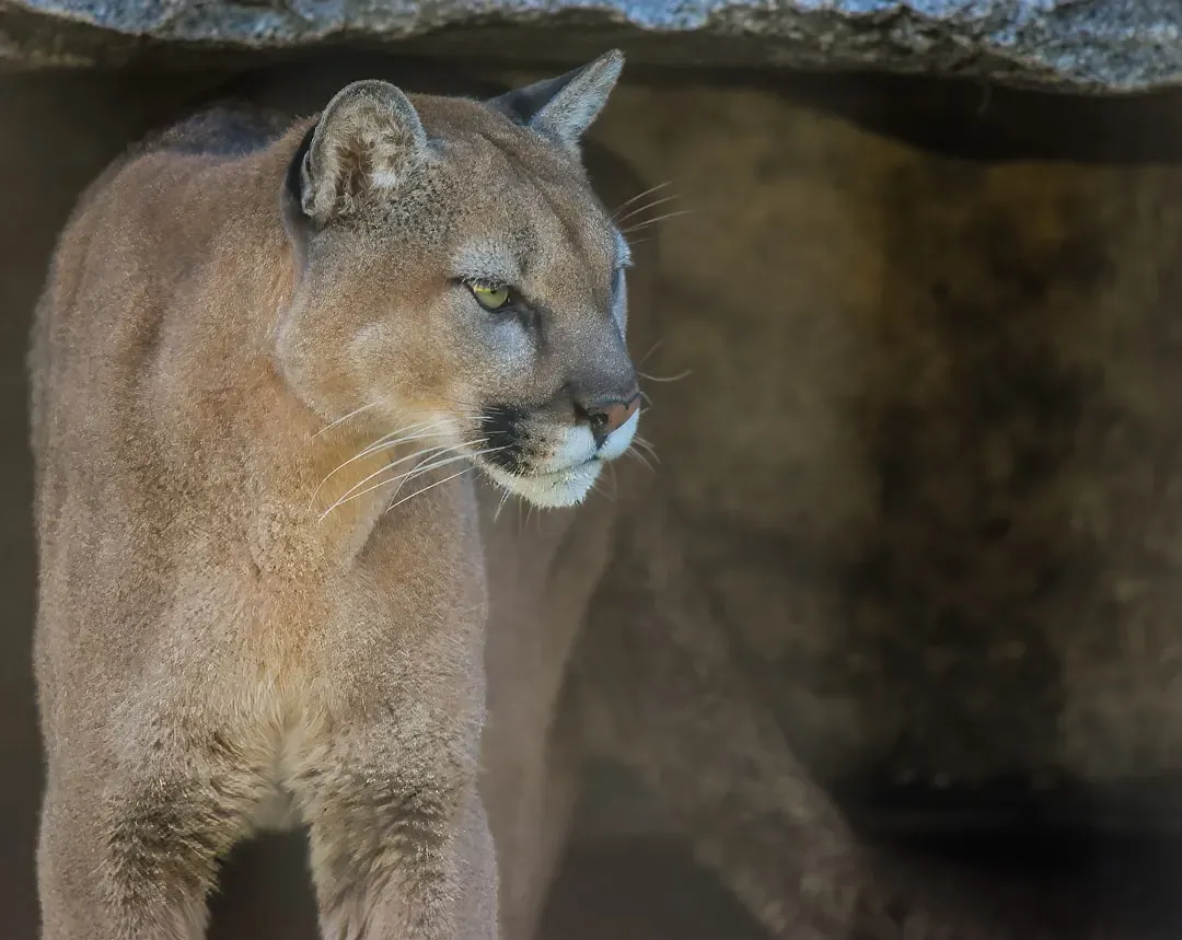 Mountain Lion: The Ghost of the Western Wilderness (Image Credits: Unsplash)