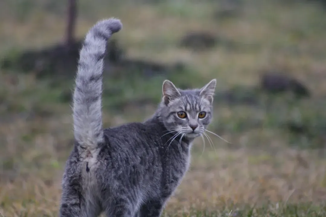 The Upright Tail: Your Cat's Friendly Hello (Image Credits: Unsplash)