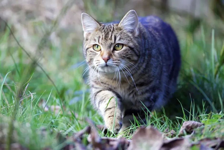 Cats That Hunt but Never Bring Anything Home (Image Credits: Pexels)