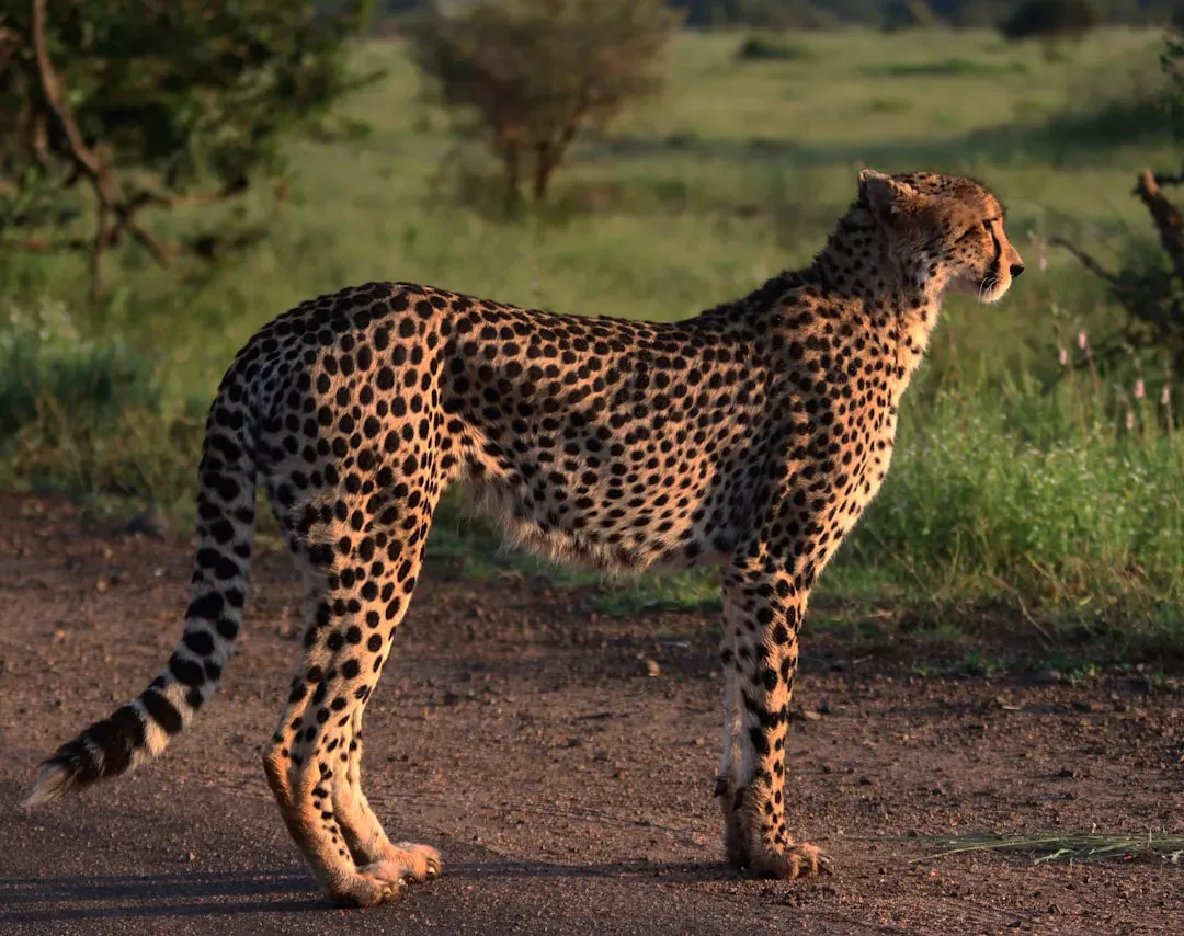 #3 It may generate aerodynamic force, not just physical momentum (Image Credits: Unsplash)