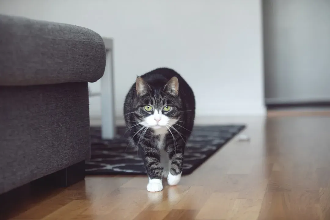 The Slow, Silent Stalk Across the Room (Image Credits: Unsplash)