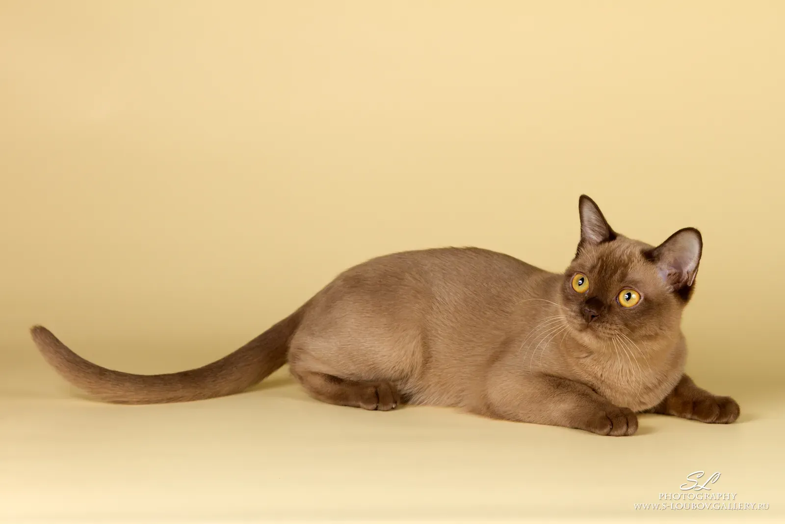 #12 - The Burmese: Puppy-Like Devotion in a Compact Body (By Sergey Lubov, CC BY-SA 3.0)