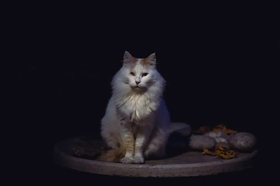 Conclusion: Bridging the Cosmic Gap (Image Credits: Unsplash)