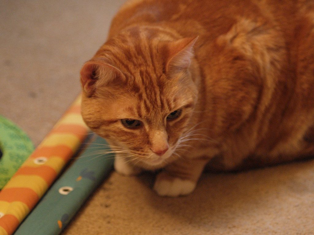 The Tense Body Crouch (Image Credits: Flickr)