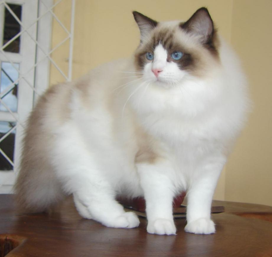 Ragdoll: The Calm Companion (Image Credits: Wikimedia)