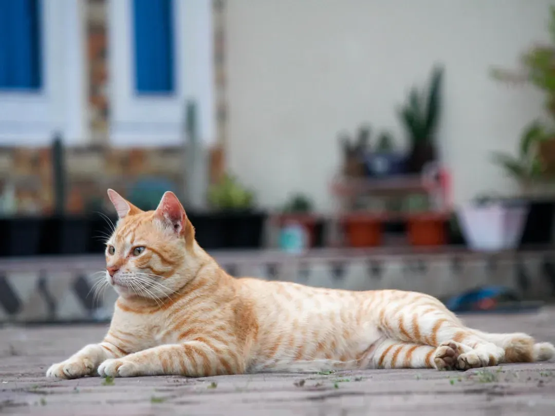 Petting Them in All the Wrong Places (Image Credits: Unsplash)