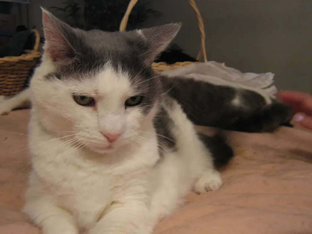 Airplane Ears: When Uncertainty Takes Flight (Image Credits: Flickr)