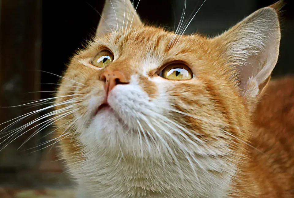 Conclusion: Rethinking What We Know About Whiskers (Image Credits: Stocksnap)