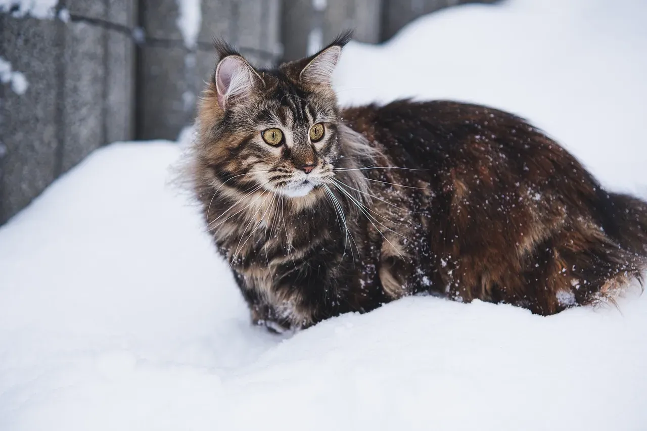Maine Coon: America's Gentle Giant Built for New England Winters (Image Credits: Pixabay)