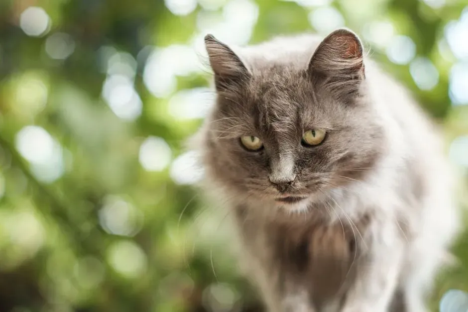 #5 - It Could Be an Early Sign of Feline Dementia (Image Credits: Pexels)