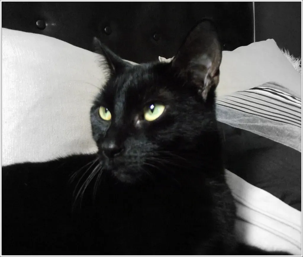 Scorpio: The Bombay's Intense Devotion (Image Credits: Flickr)