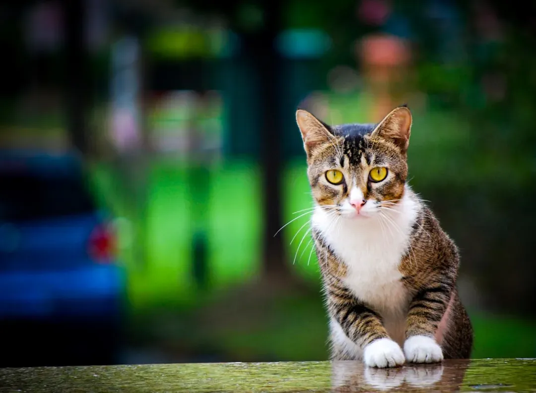 Conclusion: Your Cat Is More Than You Imagined (Image Credits: Unsplash)