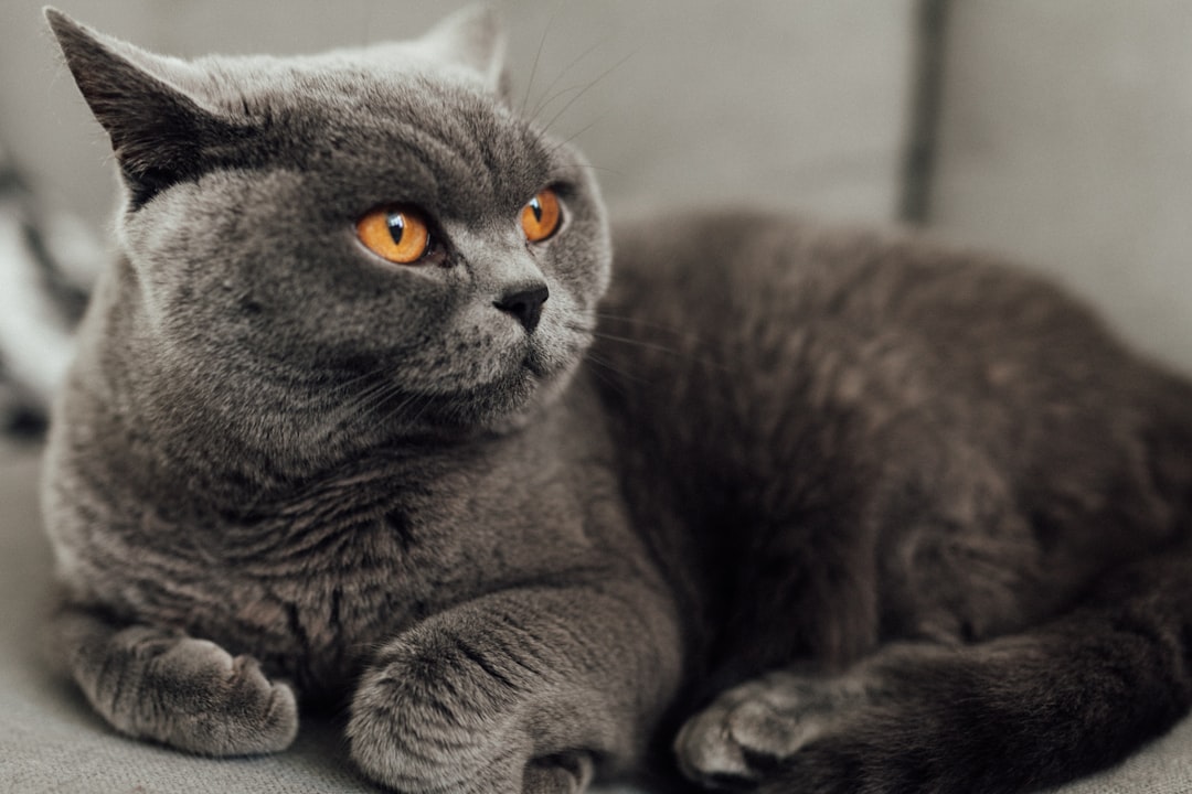 Leo Will Clash With Humble British Shorthairs (Image Credits: Unsplash)