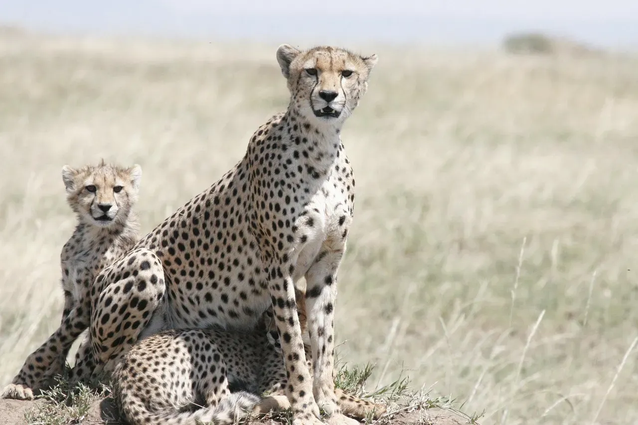 #6 Male cheetahs form lifelong brotherhoods, but females go it completely alone (Image Credits: Pixabay)